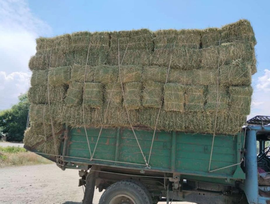 Сено Жонышка Сникерс Люцерна