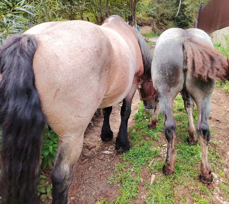 Manza de vanzare 4,5 luni