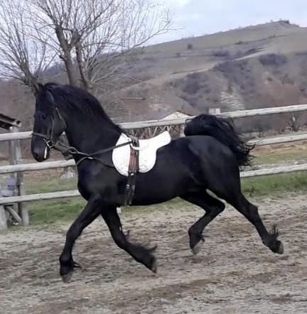 Armăsar Friesian tânăr