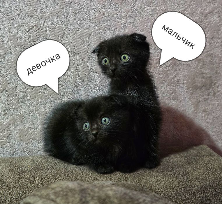 Котята шотландцы. Остался 1 котёнок.
