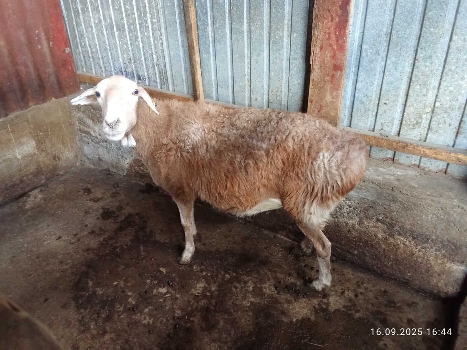 В продаже бараны жырные койлар