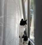Pet sitting/ cazare pisici
