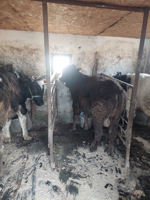 Продам двух бычков