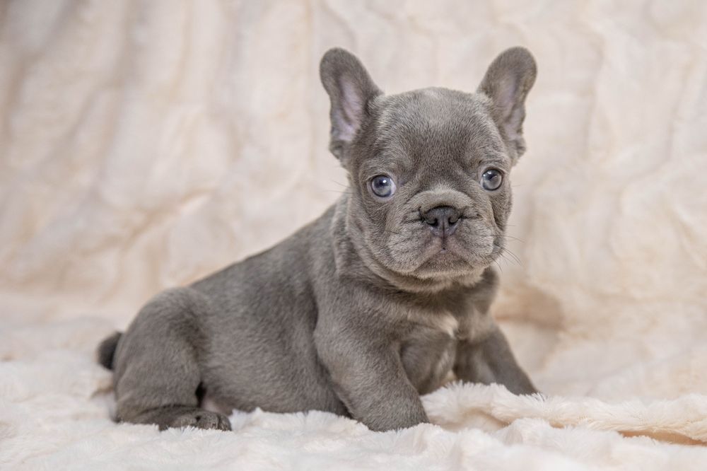 bulldog francez blue deschis