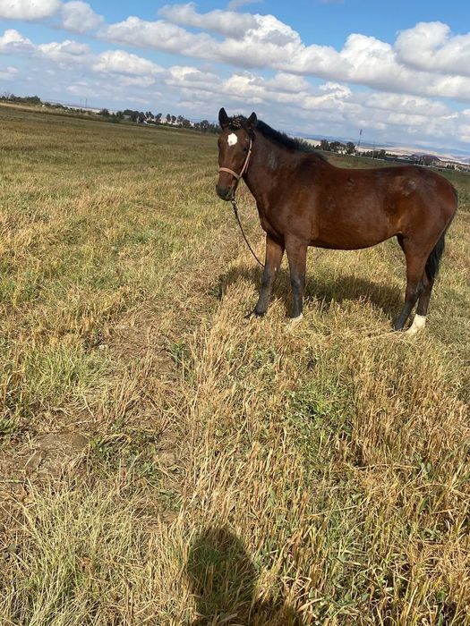 2yoshli zottor ot sotiladi