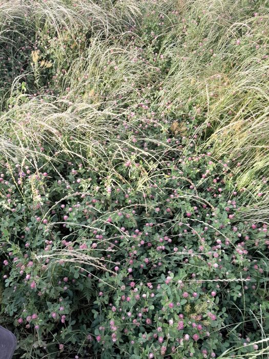 Vând baloți de iarbă mixtă