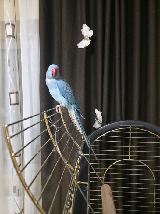 Micul Alexander își caută un nou cămin!