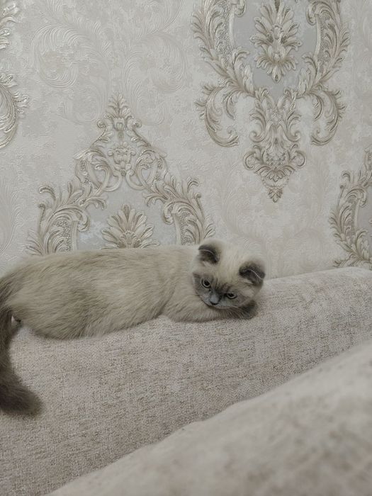 Кошка Котёнок Mushuk Mushukcha Skottish Fold Скоттиш фолд