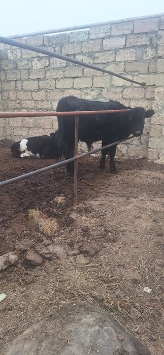 Сиып сатылады еркек