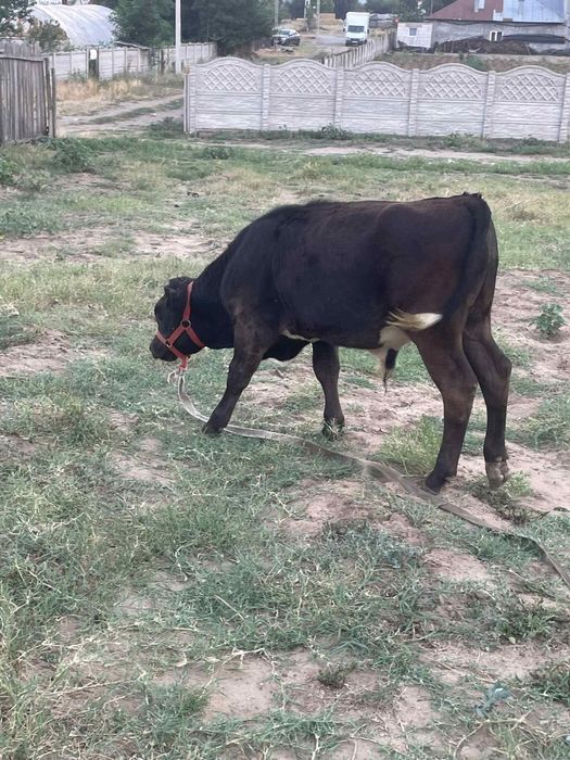 Vând vaci și vitei.vaca cu vitel coasta 2000e