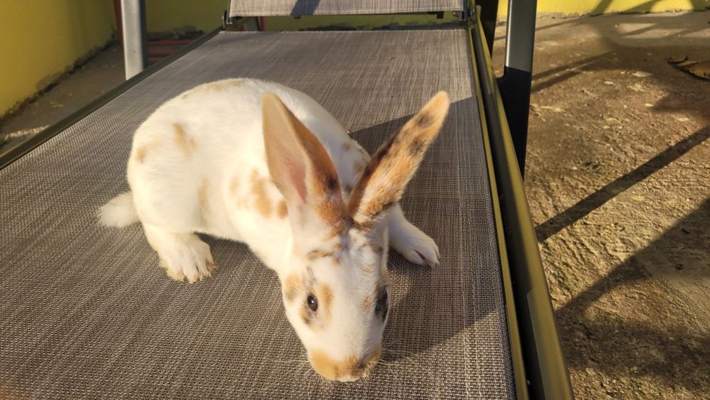 Vând iepurasi rex și cap de leu