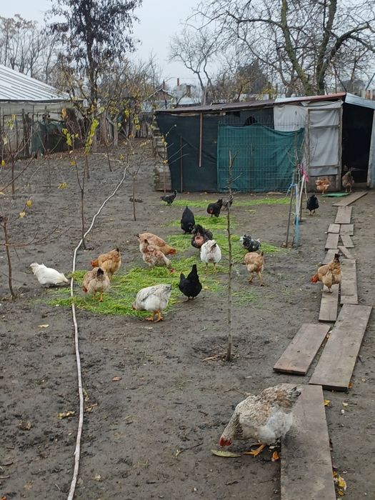 Vând găini,cocoși,rațe și rățoi