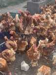 Gaini rosii outoare 10 lei buc