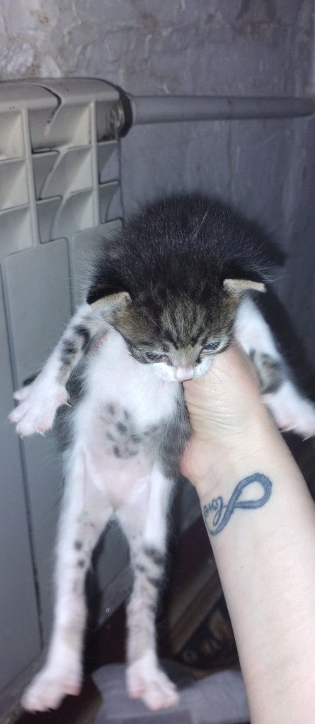 Отдам котят в добрые руки