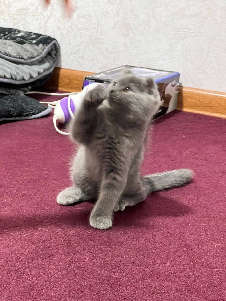 Породистый котёнок