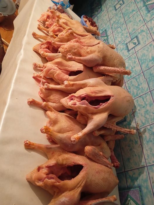 Гуси домашние Продам гусей | Домашние, крупные, к Новому году!