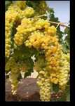 Struguri de vin toată soiurile