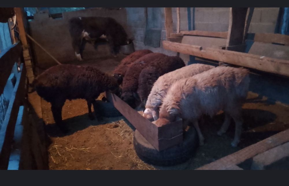 Кой сатылады семиз. Продаеться жирный овца