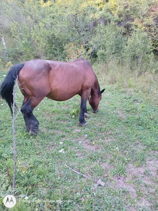 Vând iapă foarte cuminte