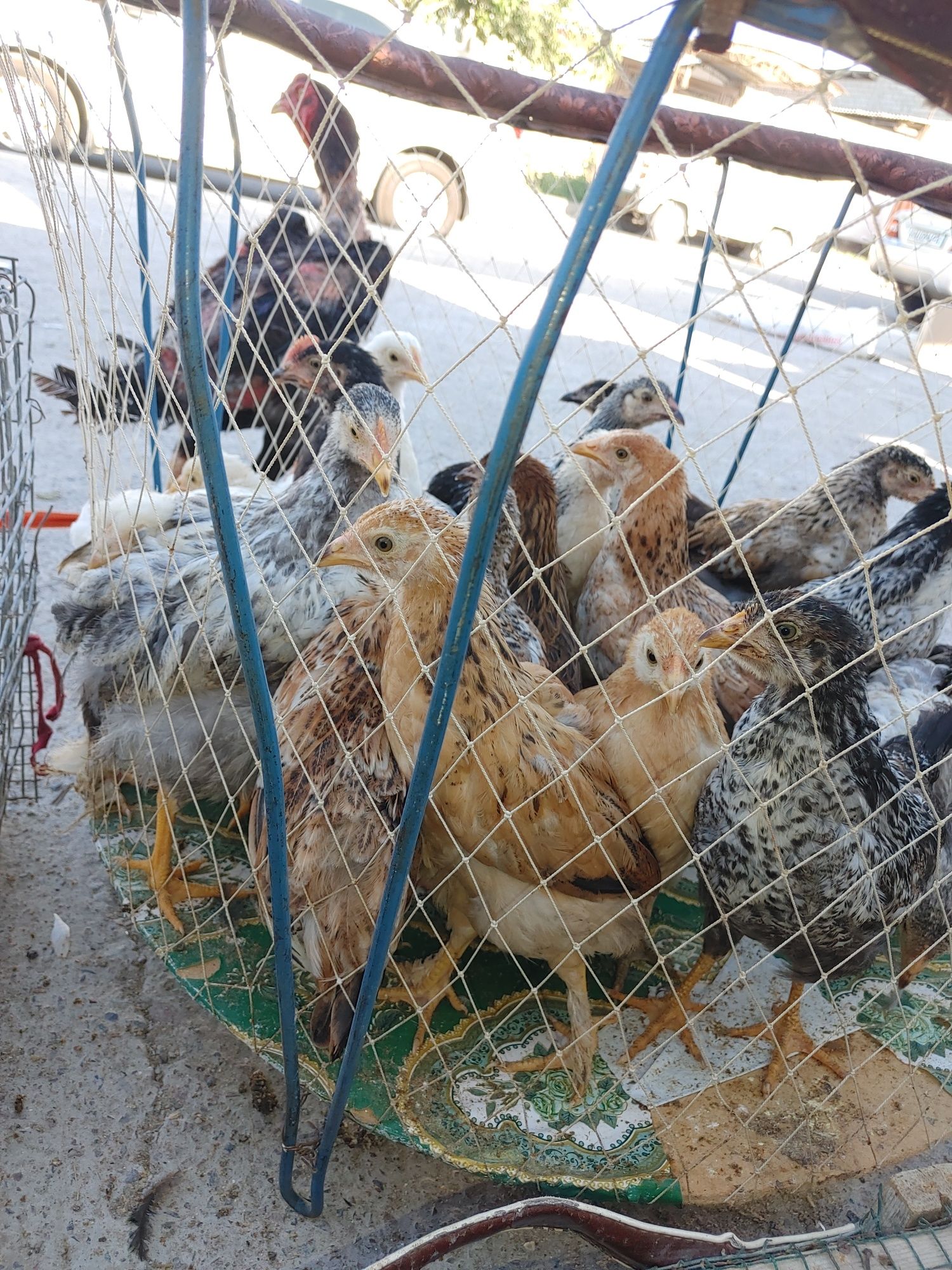 Jaydari jo'jalar tuxumga go'shga barakali zotlari