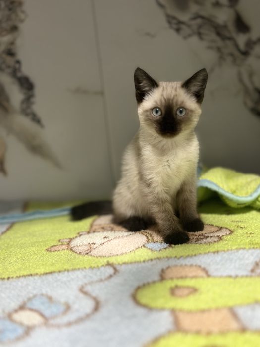 Продаеться Девочка Голубоглазая красотка