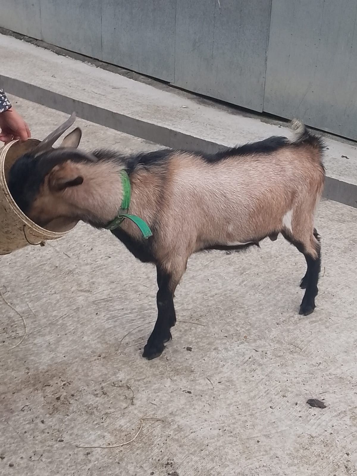 Vând țap Alpin-Francez de monta!