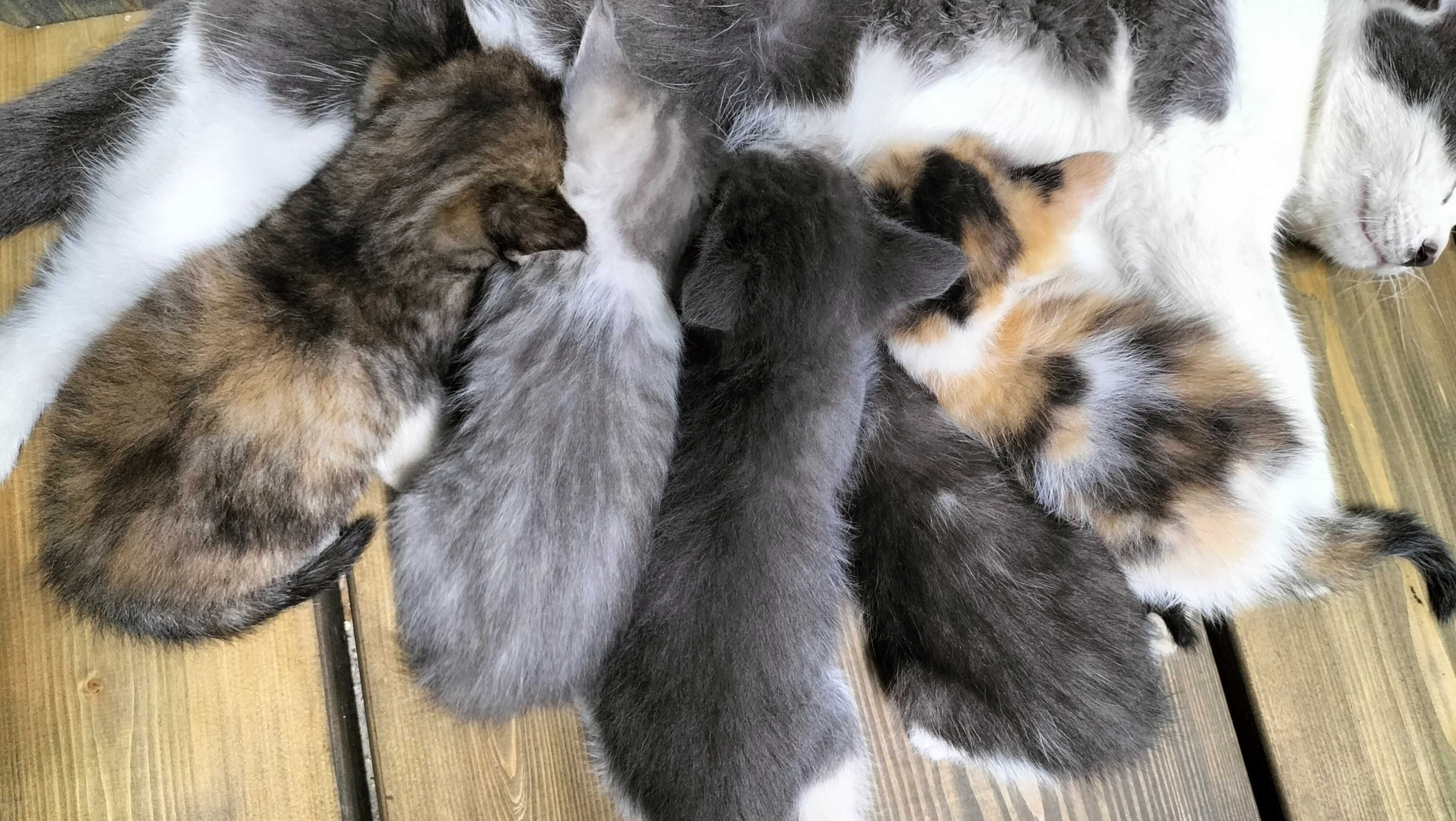 Котята бесплатно