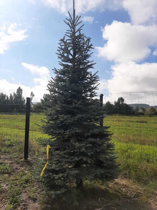 Vând mesteacăn, tei, platan, brazi, tuia