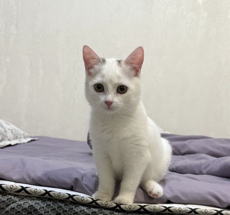 Котенок, отдаем бесплатно