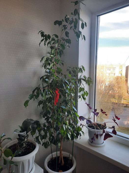 Продам комнатные цветы