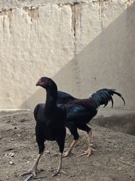 Зотли хуроз, товукларни, тухуми сотилади