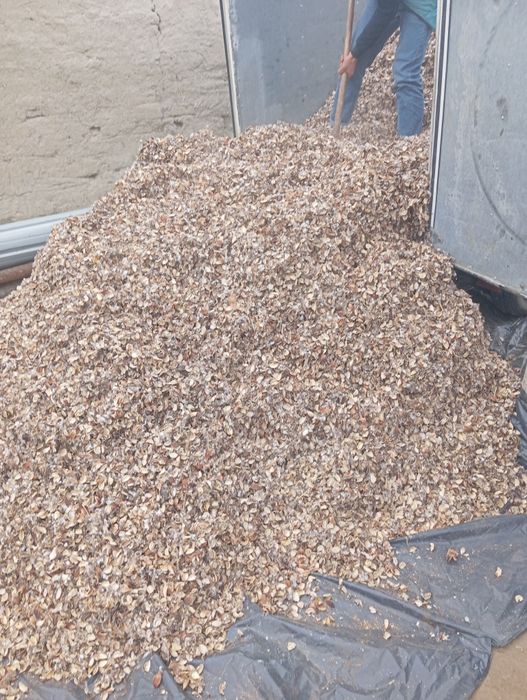 2025 yil paxta Mayda changʻaloq 1500 soʻm kg mi