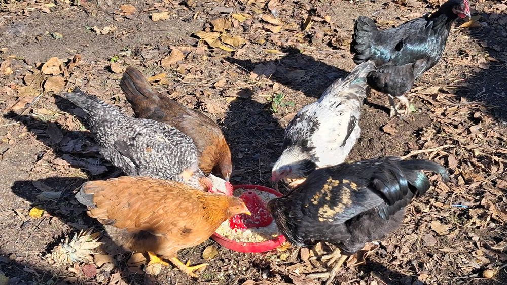 Puicute si cocosi tineri, de casa