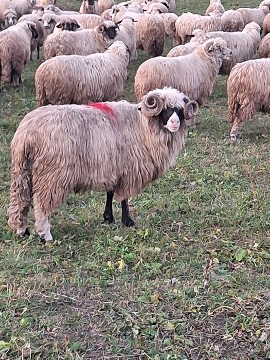 Vănd  nior breaz cu nasu alb