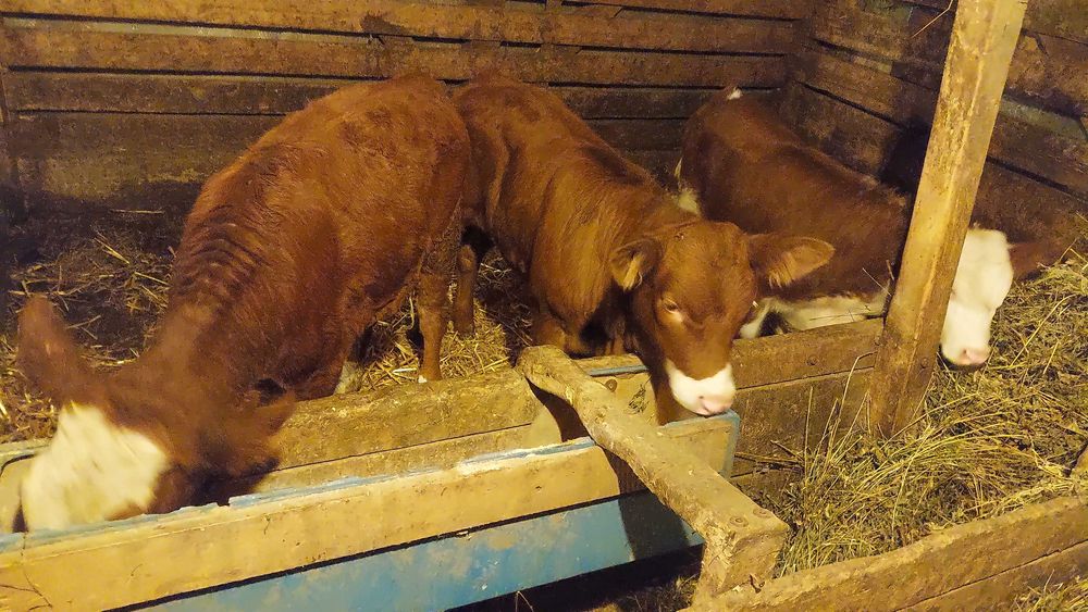 Vand 3 vițele frumoase