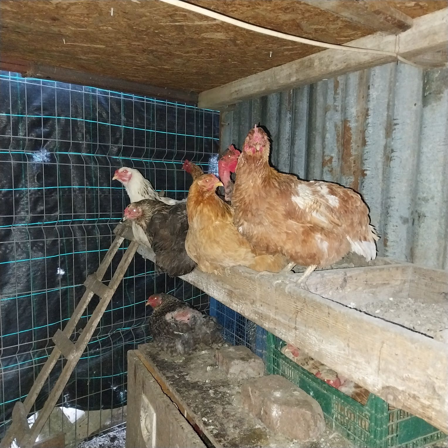 Vand puicute ouătoare , găini și cocoși incaltati