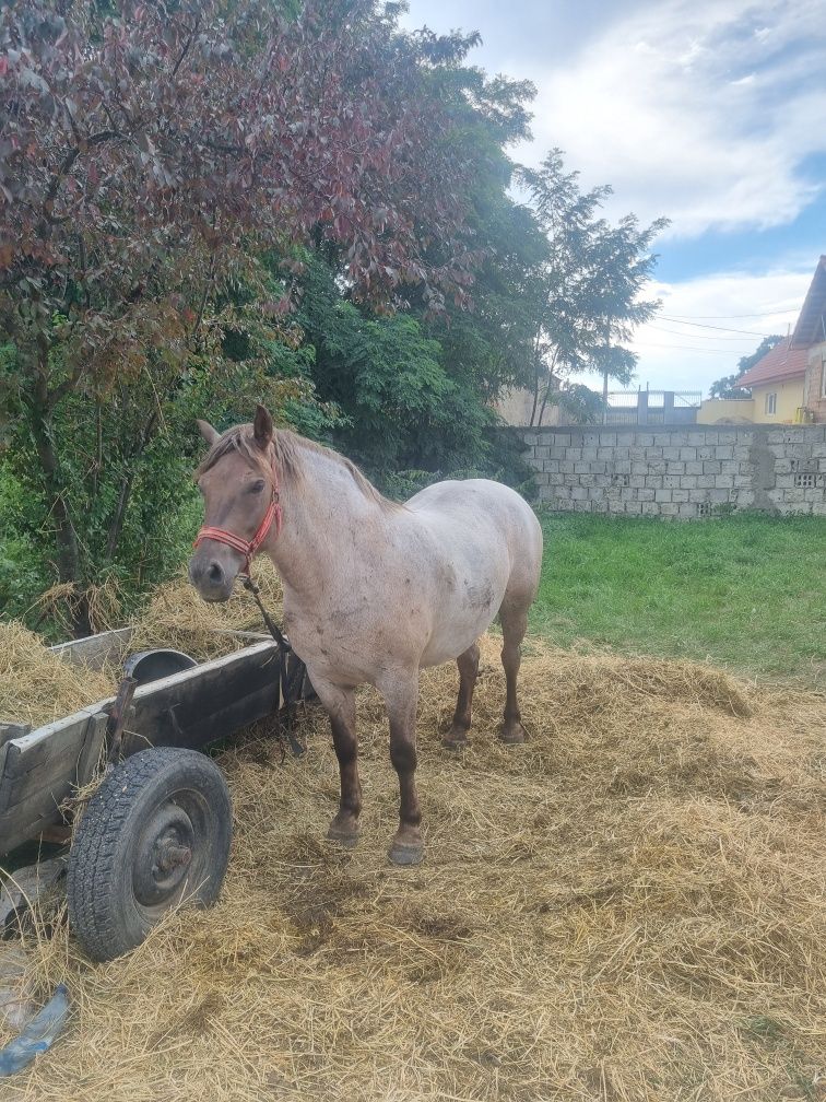 Vand Cal Iapa de 5 ani