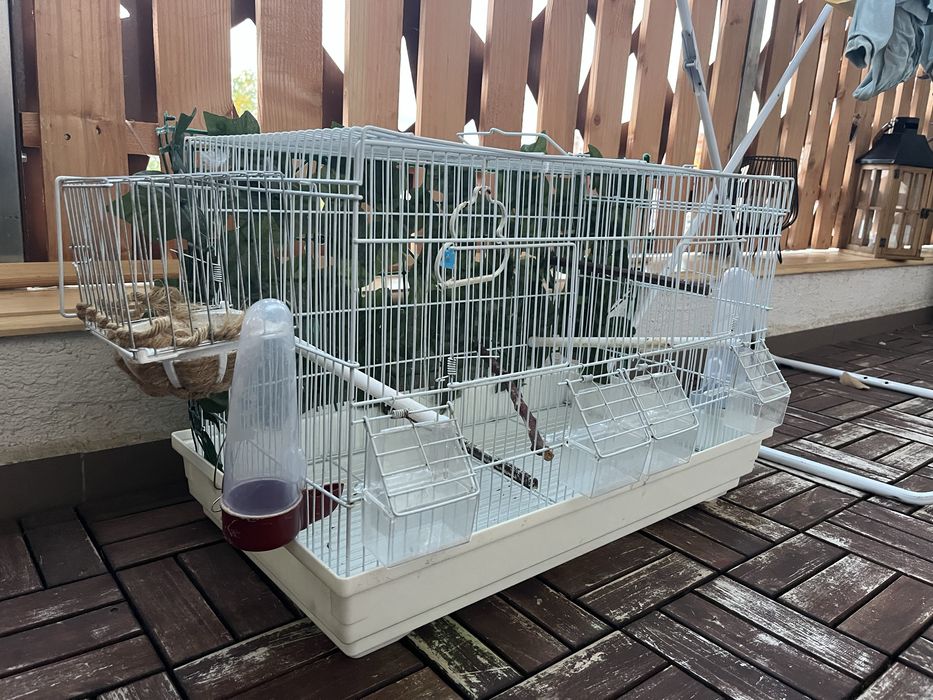 Colivie dublă pasari