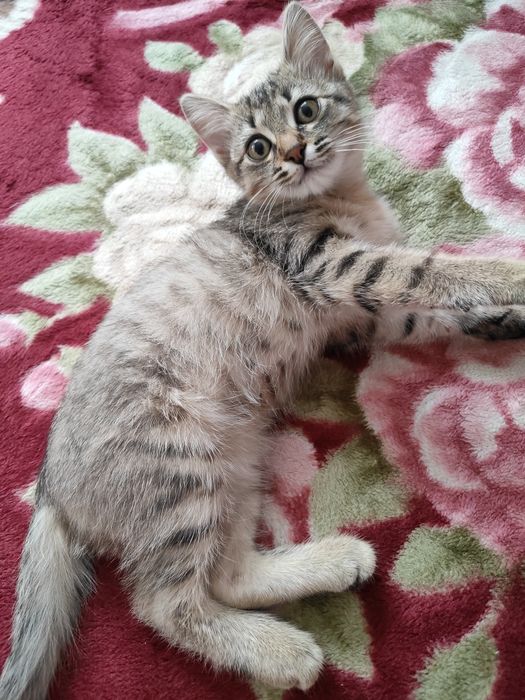Отдам в добрые руки игривого и ласкового котенка