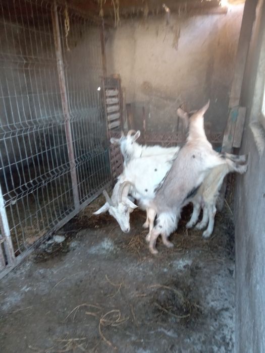 Vând 3 capre rasă albina franceză