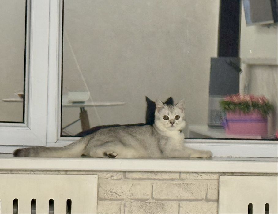 Вязка Vyazka :скоттиш стайт