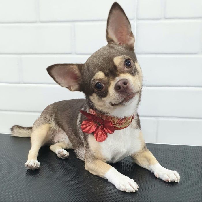 Поропала чихуахуа, в Туксибском районе, вознаграждение 1млн тг