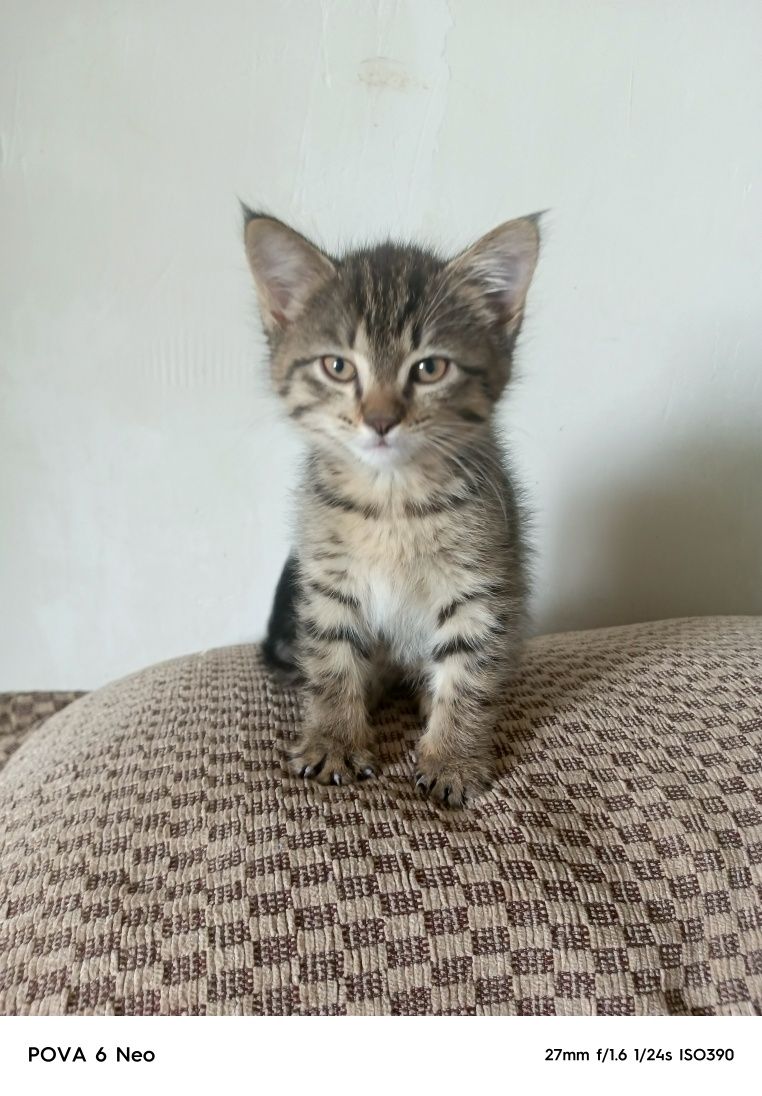 Котята 2 месяца, просто так в хорошие руки