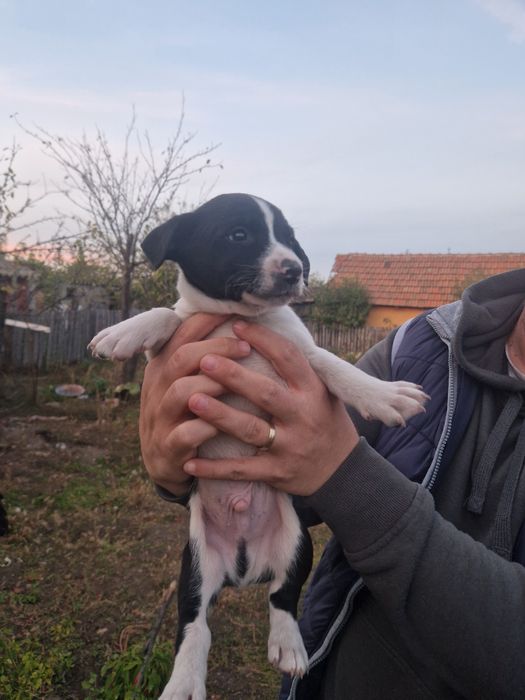 Donez cățeluși frumoși și foarte jucăuși