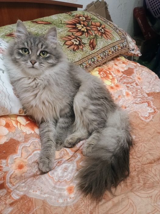 Отдам очень красивого и ласкового котика