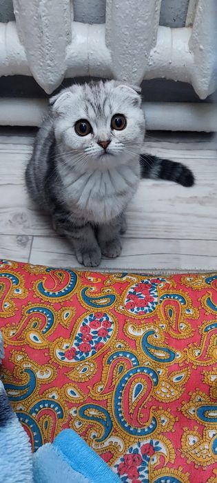 Котенок  пародистый