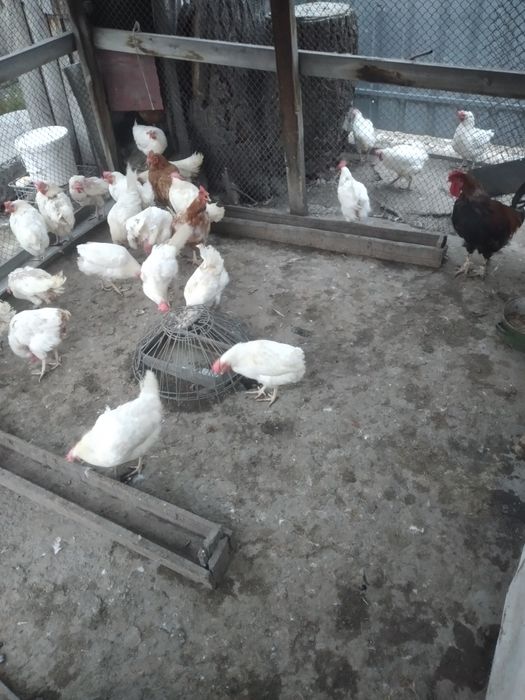 Продам курей несушки
