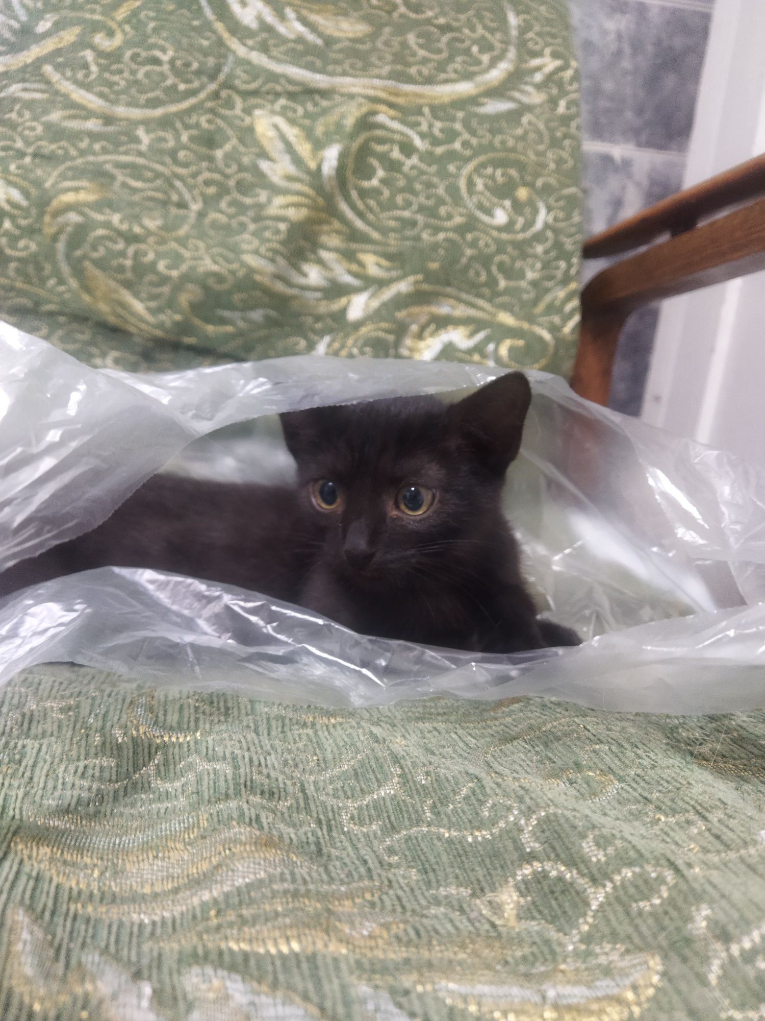 Отдается кошечка