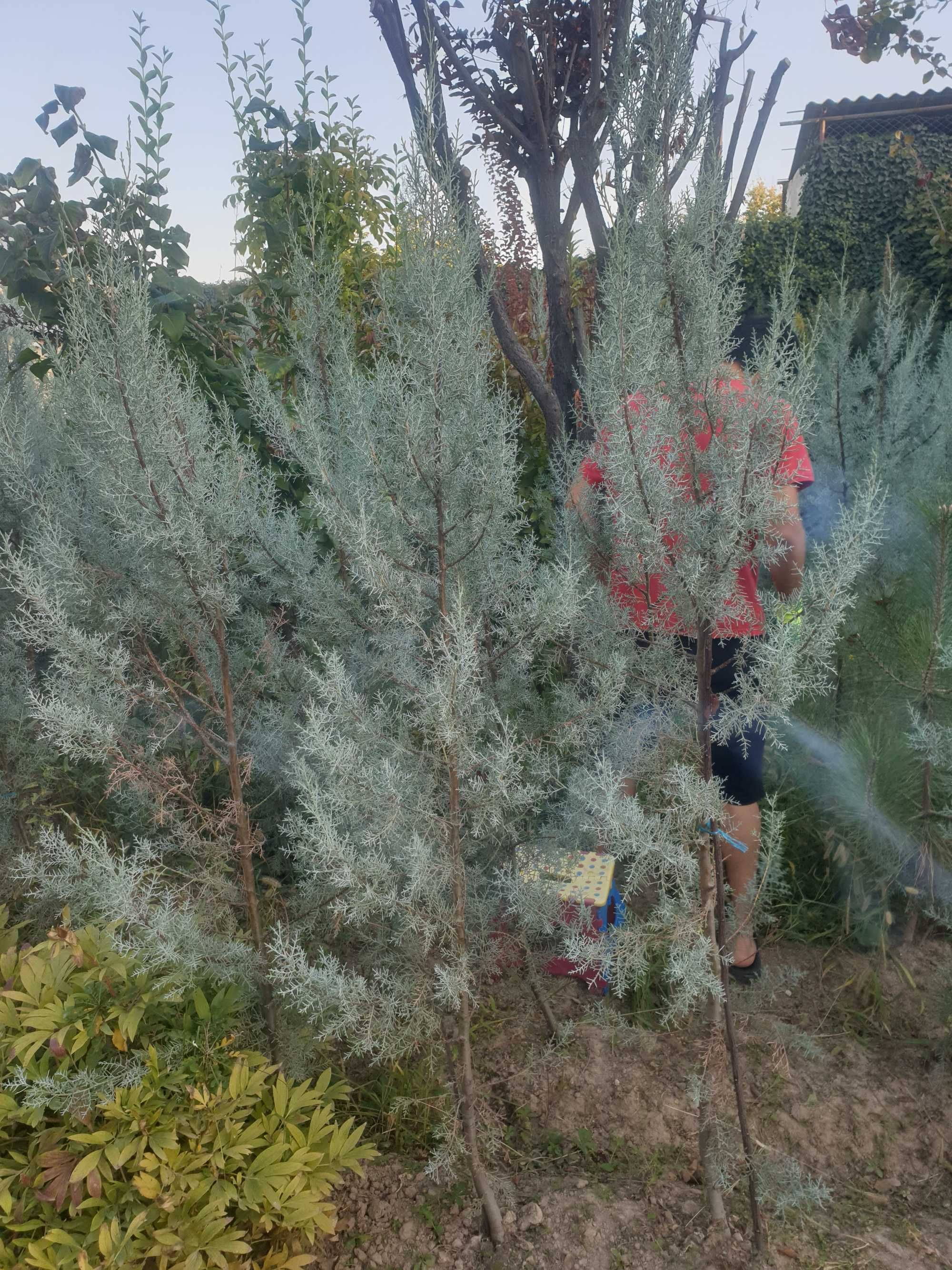 Аризонский Кипарис / Cupressus arizonica Fastigiata