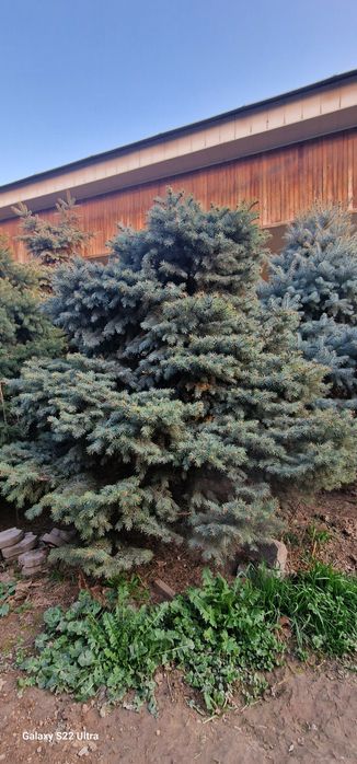 Продаются Голубые ели